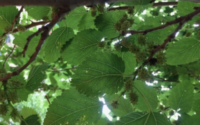 tree fruiting