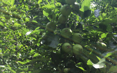 EO apple tree