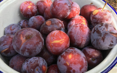 Fresh picked plums
