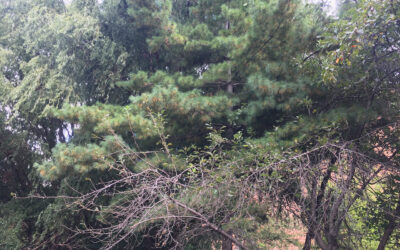 EO trees Oct 2021