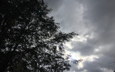 trees and clouds